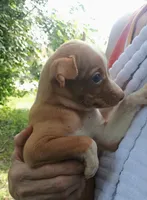 Calvin Sweet little boy, a male Chihuahua for sale in Belton, MO – 2 of 3