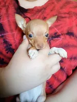 C.J. Female Dainty, a female Chihuahua for sale in Belton, MO – 5 of 5