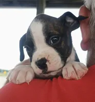 Brutus Flashy Brindle 🐕🐾, a male Boxer for sale in Belton, MO – 10 of 10