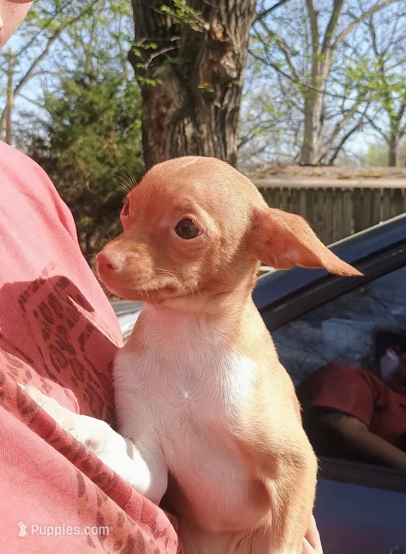 Bubbles 🐕🐾100% Good Girl – Chihuahua puppy for sale in Belton, MO