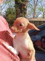 Bubbles 🐕🐾100% Good Girl, a female Chihuahua for sale in Belton, MO – 1 of 2