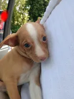 Tucker 100% Good Boy 🐕🐾, a male Chihuahua for sale in Belton, MO – 5 of 6