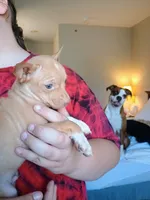 Bentley , a male Chihuahua for sale in Belton, MO – 8 of 9