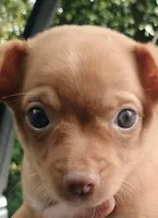 Boo Baby, a male Chihuahua for sale in Belton, MO – 1 of 7