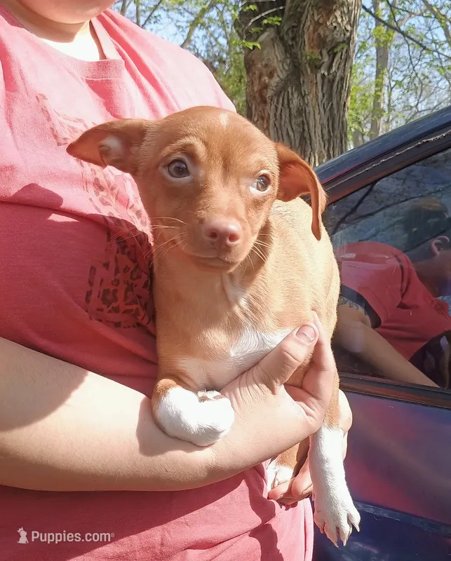 Mister McSnookems – Chihuahua puppy for sale in Belton, MO