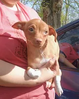 Mister McSnookems, a male Chihuahua for sale in Belton, MO – 1 of 5