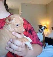 SWEET PEA 🐕🐾 100% Good Girl, a female Chihuahua for sale in Belton, MO – 4 of 4