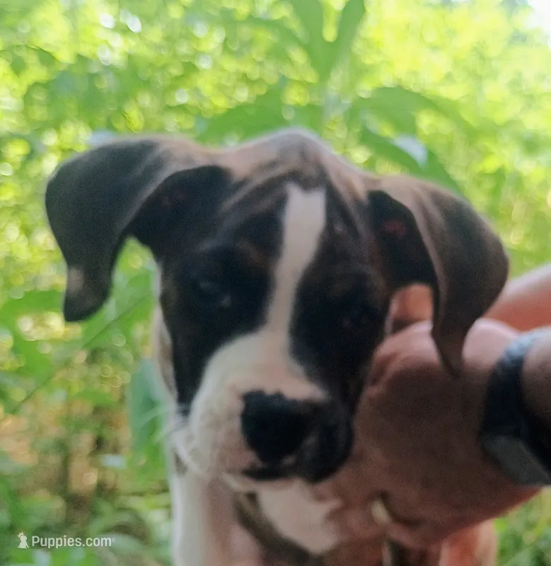 Zeus – Boxer puppy for sale in Belton, MO