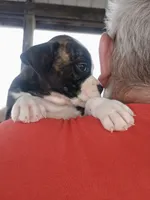 Brown Sugar Butter Baby, a female Boxer for sale in Belton, MO – 8 of 10
