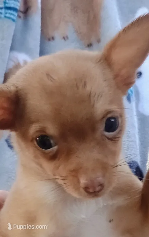 Little Caesar  2 pounds 100% Good Boy – Chihuahua puppy for sale in Belton, MO