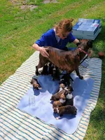 Mocha  Flashy Brindle 🐕🐾, a female Boxer for sale in Belton, MO – 8 of 10