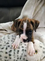 Mr McNugget, a male Boxer for sale in Belton, MO – 9 of 10