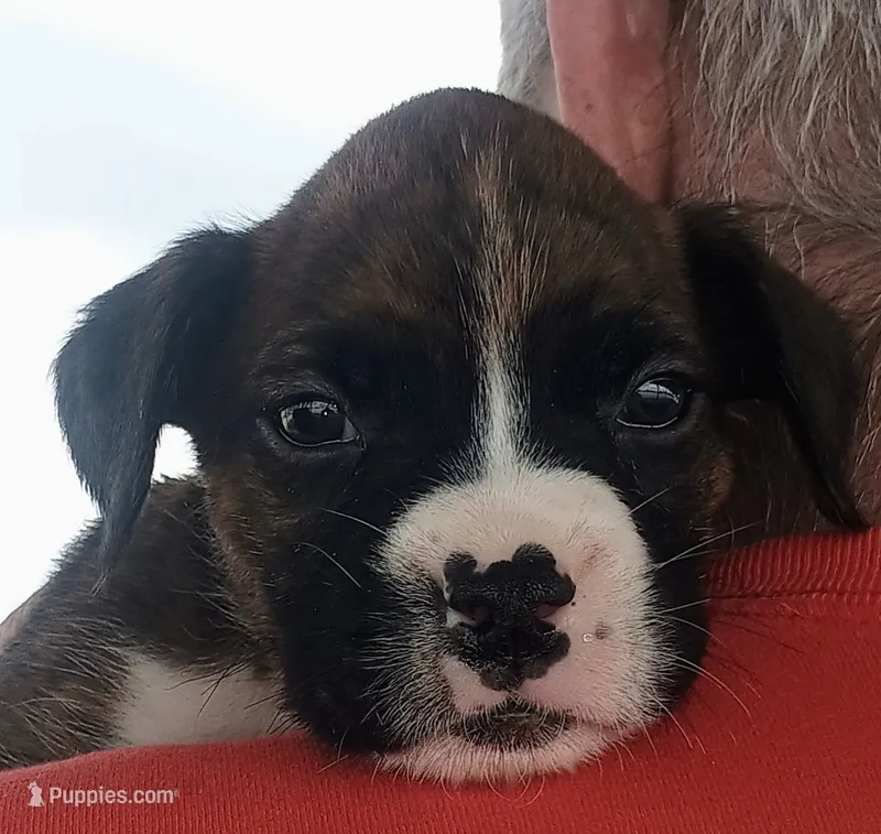 Miles – Boxer puppy for sale in Belton, MO