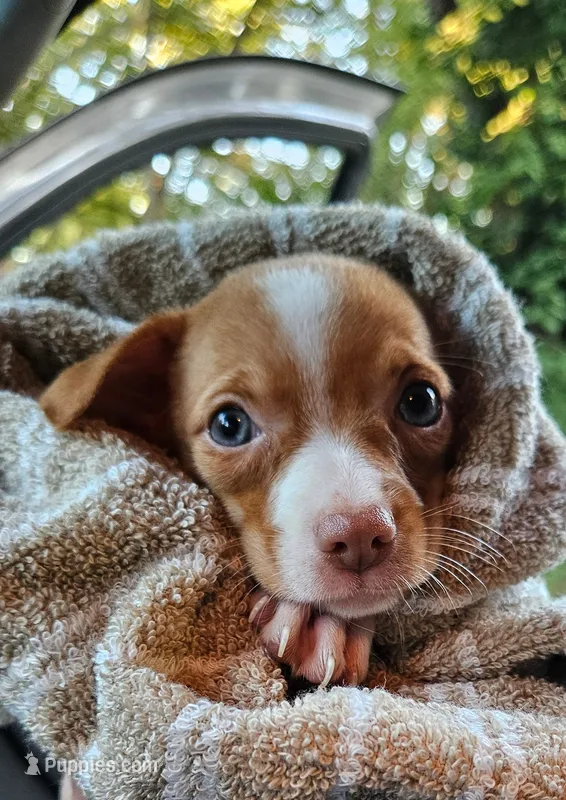 Benji – Chihuahua puppy for sale in Belton, MO