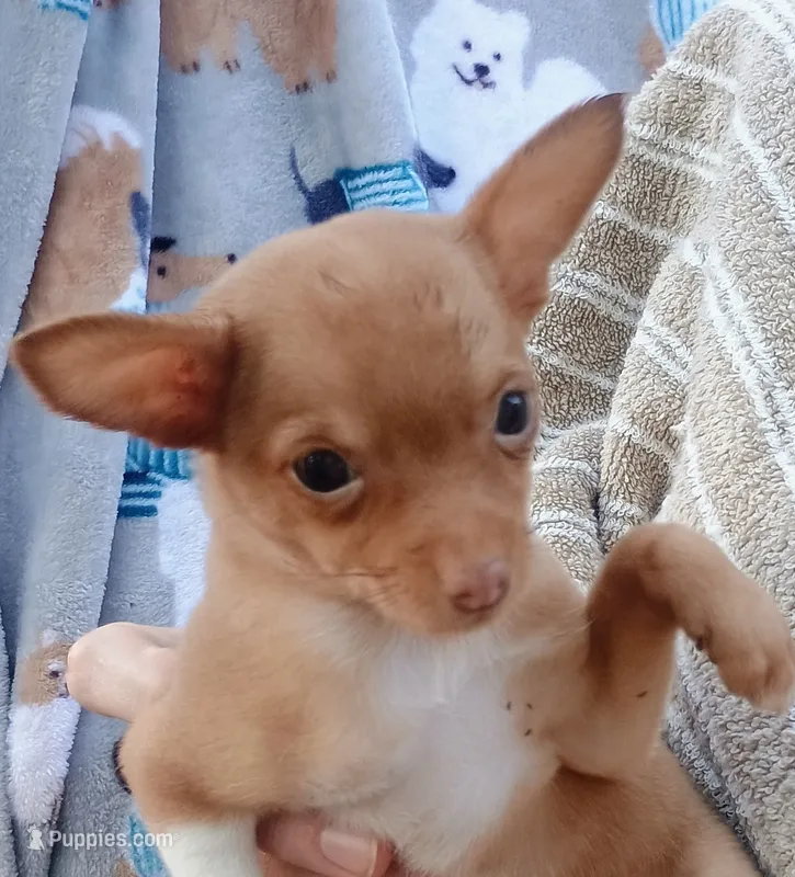 Little Caesar 🐕🐾 100% Good Boy – Chihuahua puppy for sale in Belton, MO