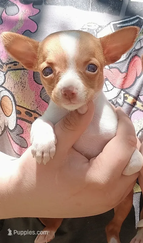Twinkles – Chihuahua puppy for sale in Belton, MO