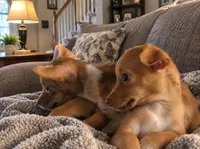 Isabella 100% Good Girl  🐕🐾, a female Chihuahua for sale in Belton, MO – 3 of 4