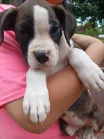 BRADY, a male Boxer for sale in Belton, MO – 7 of 10