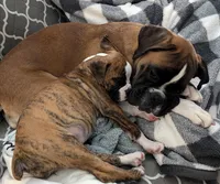SOPHIA, a female Boxer for sale in Belton, MO – 6 of 10