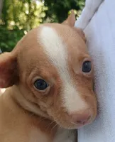 Tucker 100% Good Boy 🐕🐾, a male Chihuahua for sale in Belton, MO – 1 of 6
