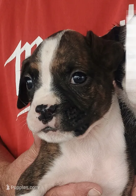 JAX 100% GOOD BOY 🐕🐾 – Boxer puppy for sale in Belton, MO