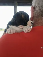 Miles, a male Boxer for sale in Belton, MO – 3 of 6