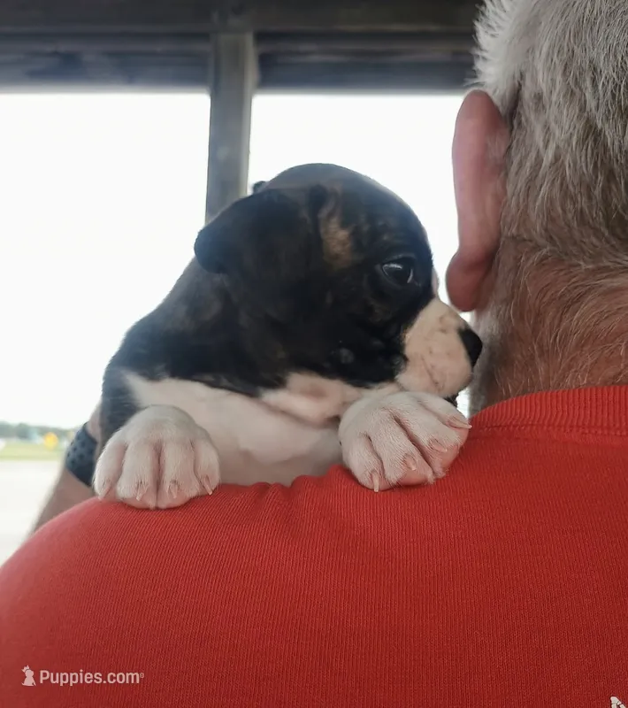 Nathaniel  – Boxer puppy for sale in Belton, MO