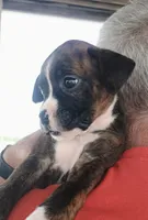 Miles, a male Boxer for sale in Belton, MO – 2 of 6