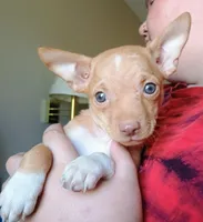 Bentley , a male Chihuahua for sale in Belton, MO – 6 of 9