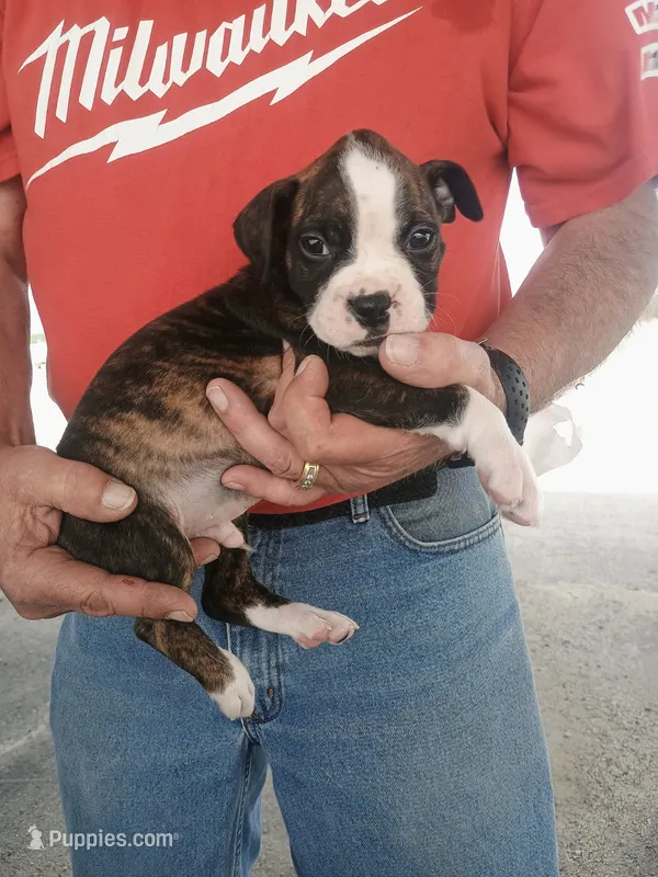 BRADY – Boxer puppy for sale in Belton, MO