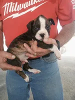 BRADY, a male Boxer for sale in Belton, MO – 1 of 10
