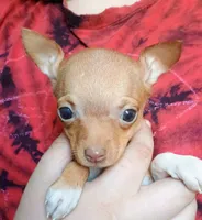 Benjie 100% Good Boy 🐕🐾, a male Chihuahua for sale in Belton, MO – 2 of 10