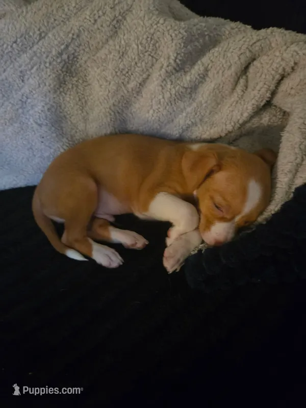 SWEET PEA 🐕🐾 100% GOOD GIRL – Chihuahua puppy for sale in Belton, MO