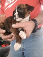 Jax , a male Boxer for sale in Belton, MO – 6 of 9