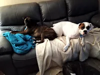 Miss McCuddles, a female Boxer for sale in Belton, MO – 5 of 8