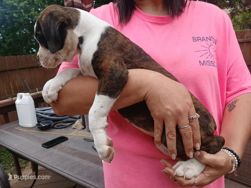MYLES – Boxer puppy for sale in Belton, MO