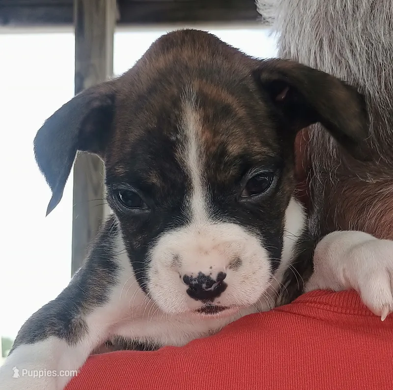 Brutus Flashy Brindle 🐕🐾 – Boxer puppy for sale in Belton, MO