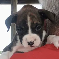Brutus Flashy Brindle 🐕🐾, a male Boxer for sale in Belton, MO – 1 of 10