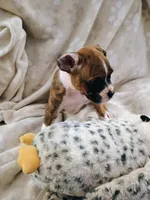Miss McSnuggles, a female Boxer for sale in Belton, MO – 8 of 10