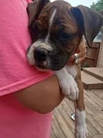 SOPHIA, a female Boxer for sale in Belton, MO – 1 of 10