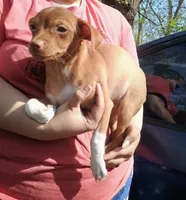 BENJAMIN BUTTONS 🐕🐾100% GOOD BOY, a male Chihuahua for sale in Belton, MO – 1 of 2