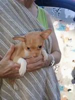 Sweet Pea Please call for pictures , a female Chihuahua for sale in Belton, MO – 5 of 5