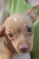 Anica  100% Good Girl. 🐕🐾, a female Chihuahua for sale in Belton, MO – 1 of 6