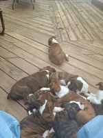 JAX 100% GOOD BOY 🐕🐾, a male Boxer for sale in Belton, MO – 10 of 10