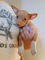 Twinkles, a female Chihuahua for sale in Belton, MO – 10 of 10