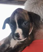 JAX 100% GOOD BOY 🐕🐾, a male Boxer for sale in Belton, MO – 4 of 10