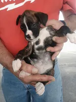 PRINCESS SASHA, a female Boxer for sale in Belton, MO – 10 of 10