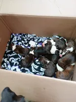 Mr McNugget, a male Boxer for sale in Belton, MO – 7 of 10