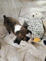 BRADY, a male Boxer for sale in Belton, MO – 2 of 10