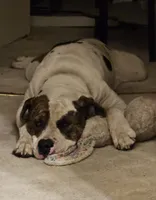 Jefferson, a male American Pit Bull Terrier for sale in Belton, MO – 4 of 5